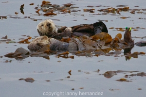 Sea Otter @ Morro Bay